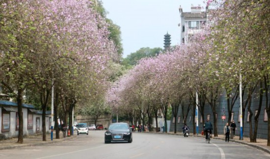 中国各地“赏花经济”玩出新“花”样