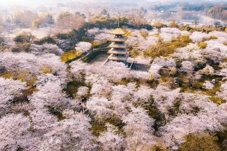 “赏花经济”激活旅游带富乡村