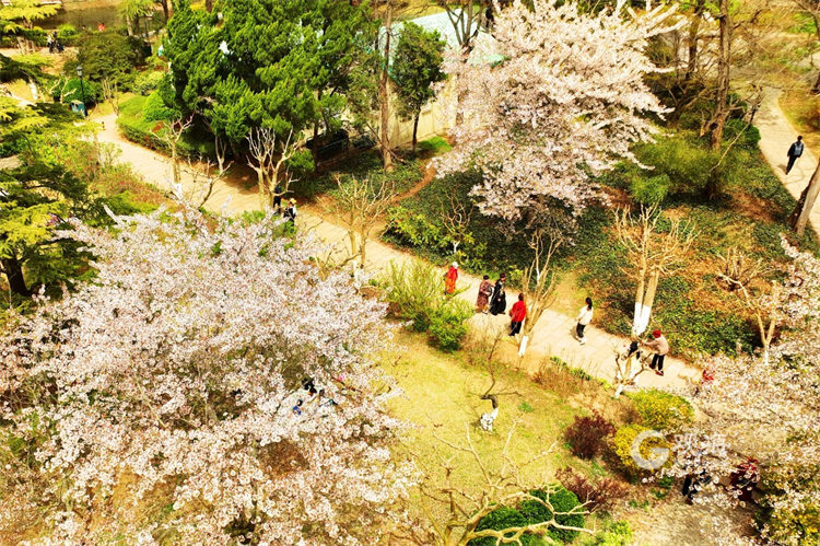 四月“樱”你而精彩，中山公园进入赏樱模式
