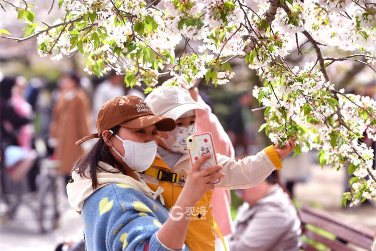 四月“樱”你而精彩，中山公园进入赏樱模式