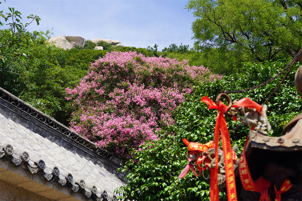 崂山风景区600年紫薇花开,演绎夏日浪漫
