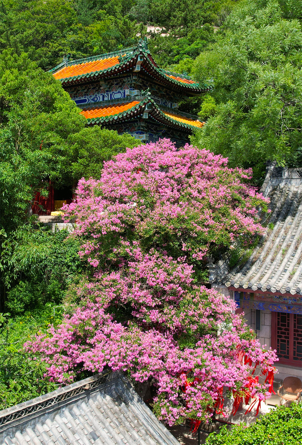 崂山风景区600年紫薇花开，演绎夏日浪漫