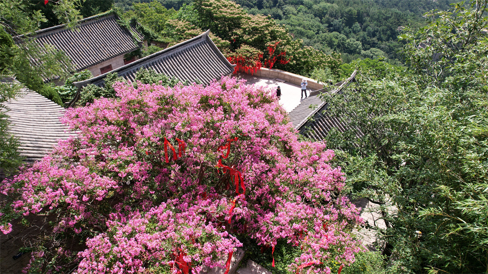 崂山风景区600年紫薇花开，演绎夏日浪漫