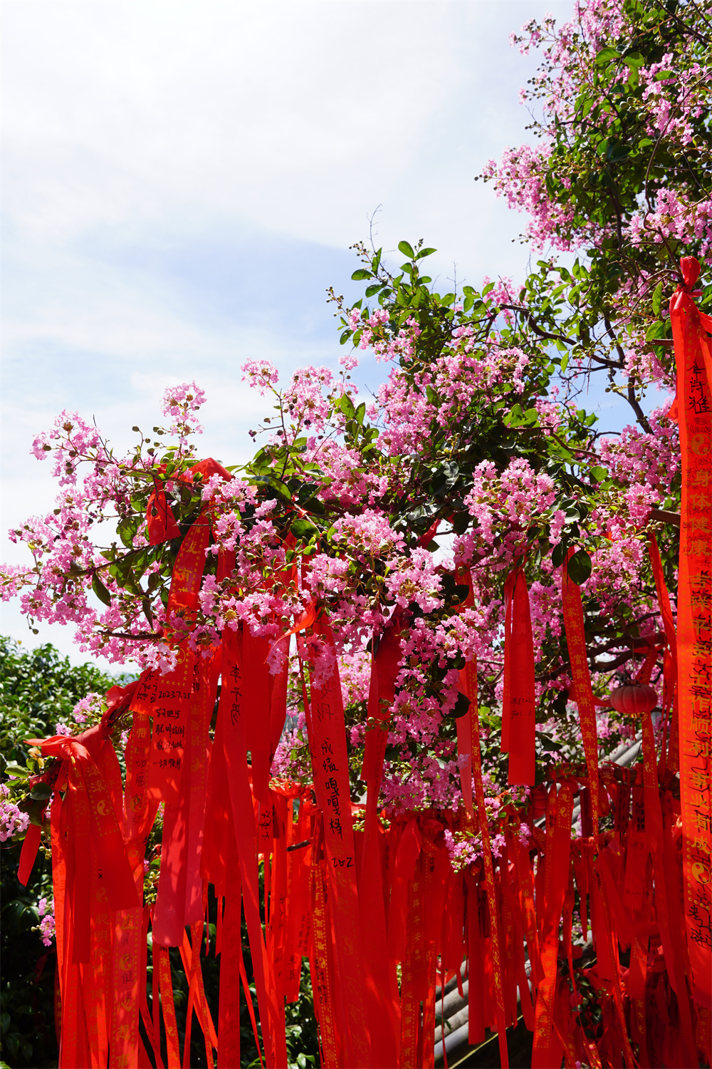 崂山风景区600年紫薇花开,演绎夏日浪漫