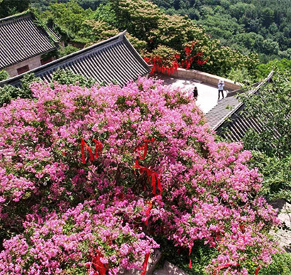 崂山风景区600年紫薇花开，演绎夏日浪漫