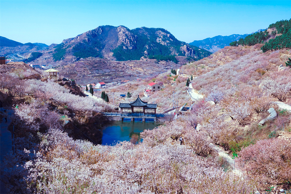 青岛发文：加快培育乡村旅游“新空间新场景新活动”