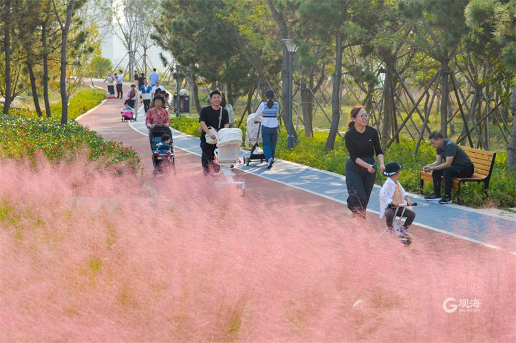 青岛城阳：一抹粉黛入秋色，浪漫花海迎客来