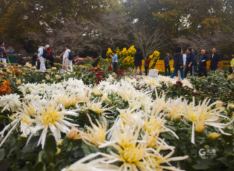 第39届青岛菊花展本周末在中山公园开幕