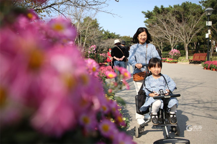 “微旅游”好去处！青岛中山公园菊花展喊你来打卡