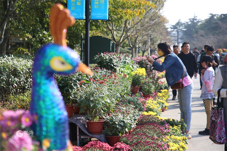 “微旅游”好去处！青岛中山公园菊花展喊你来打卡