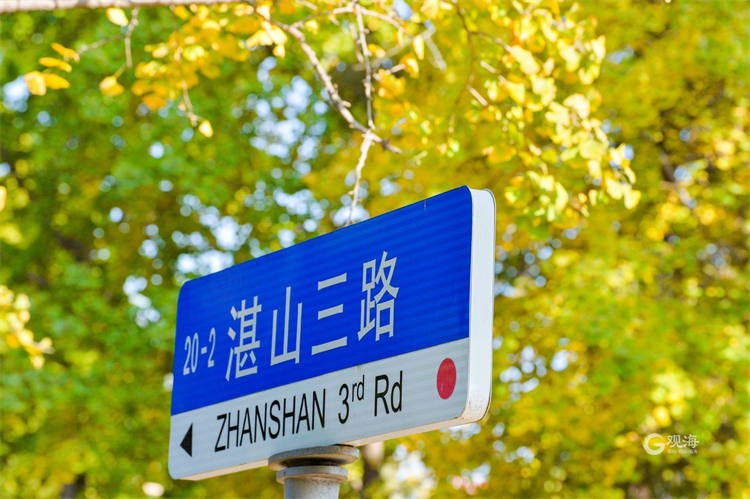 不负秋色，青岛湛山三路披“金甲”