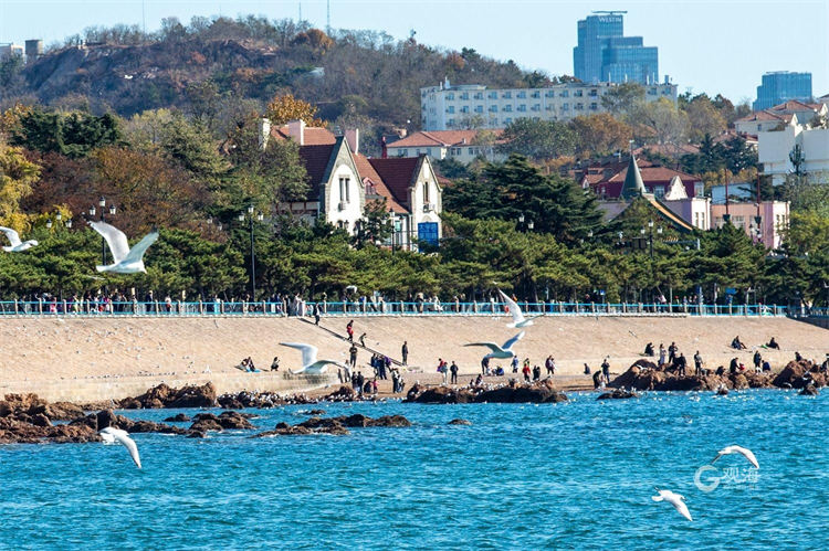 又到一年“鸥遇”季 青岛栈桥海鸥翔集游人如织