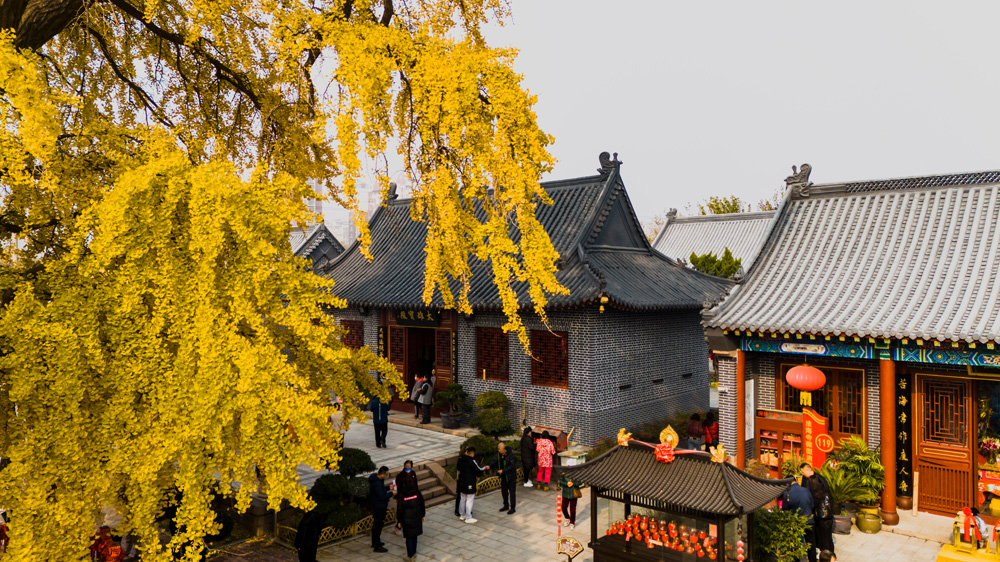 青岛城阳法海寺1600年古银杏迎来最佳观赏期