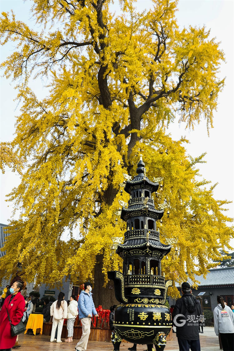 “青岛之根”！法海寺喊你来赏1600岁银杏