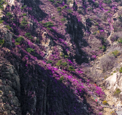 万亩杜鹃绽放 青岛大珠山赏花正当时