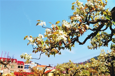 <b>假期到崂山 看“登瀛梨雪”重现</b>