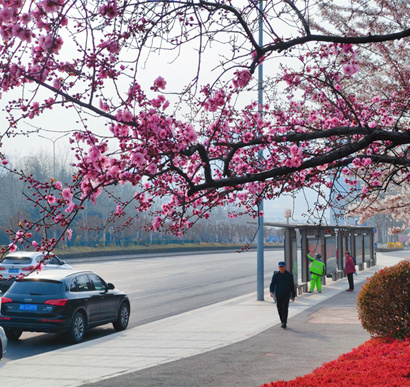 满城春色关不住！<font color='red'>青岛</font>市