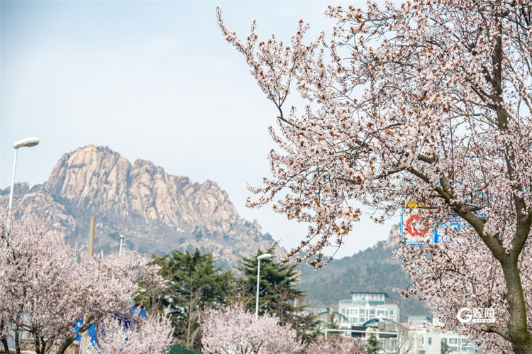 北望浮山，南观碧海！青岛海安路一路繁花