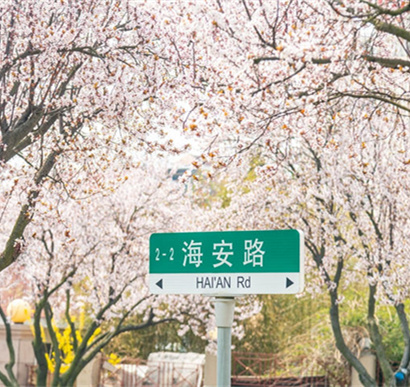 北望浮山，南观碧海！青岛海安路一路繁花