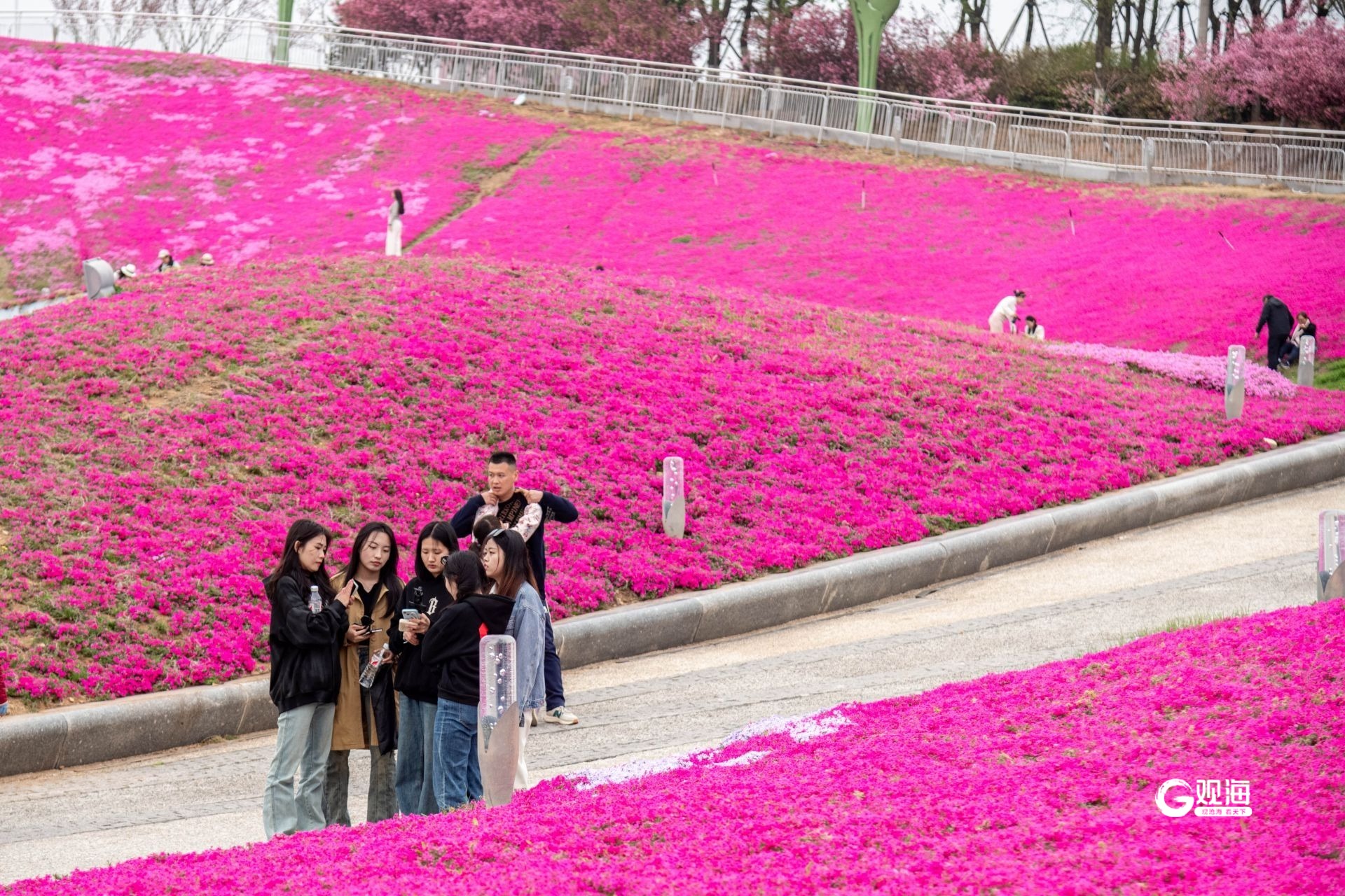 <b>春日限定，青岛世博园芝樱花海“上线”</b>