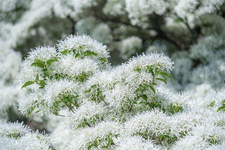 流苏花开，青岛市民“扎堆”观赏“四月雪”