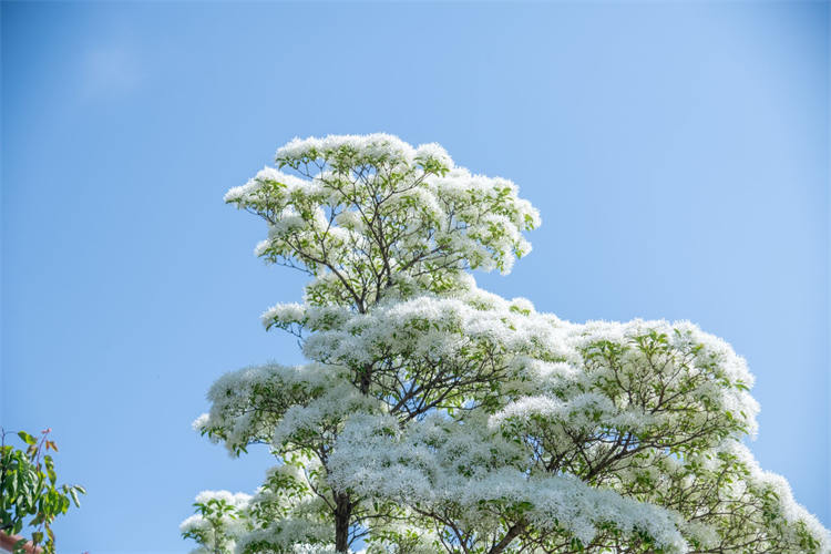 流苏花开，青岛市民“扎堆”观赏“四月雪”