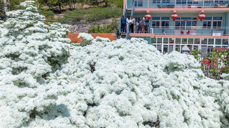<b>流苏花开，青岛市民“扎堆”观赏“四月雪”</b>