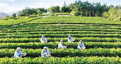<b>青岛西海岸：茶文旅融合绘就“诗和远方”</b>