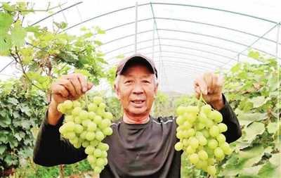 小葡萄串起乡村振兴“甜