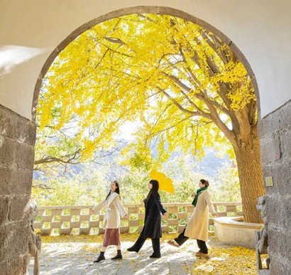 2025崂山赏秋地图发布 秋韵“大片”即将绝美上映!