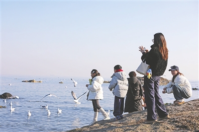 海鸥巴士、海鸥IP创意市集……青岛正力争将海鸥季“流量”转化为全年“留量