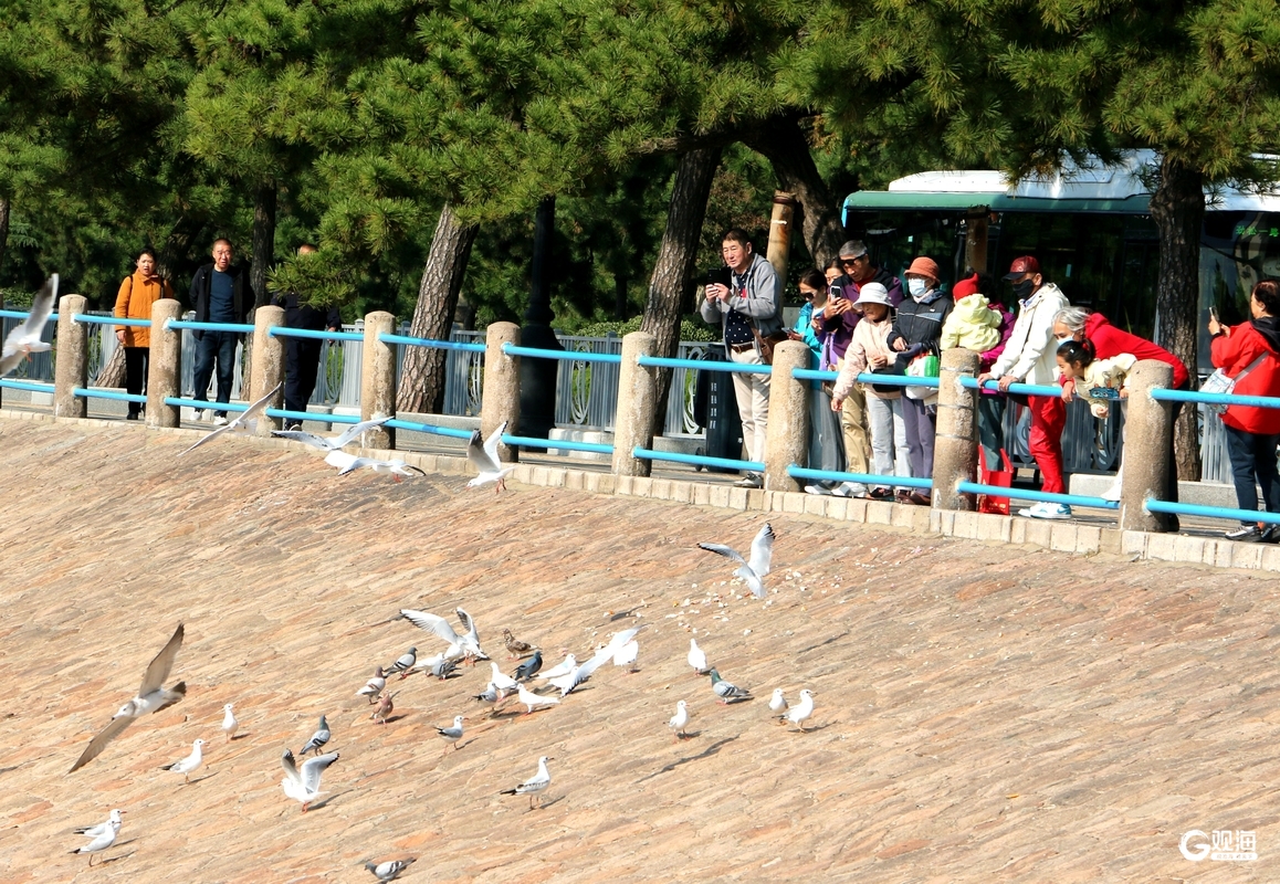 与鸥为邻,青岛藏着最治愈的互动