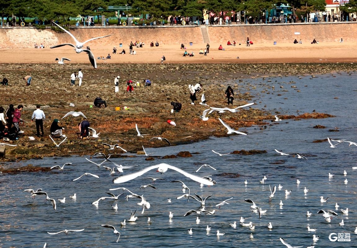 与鸥为邻，<font color='red'>青岛</font>藏着最治