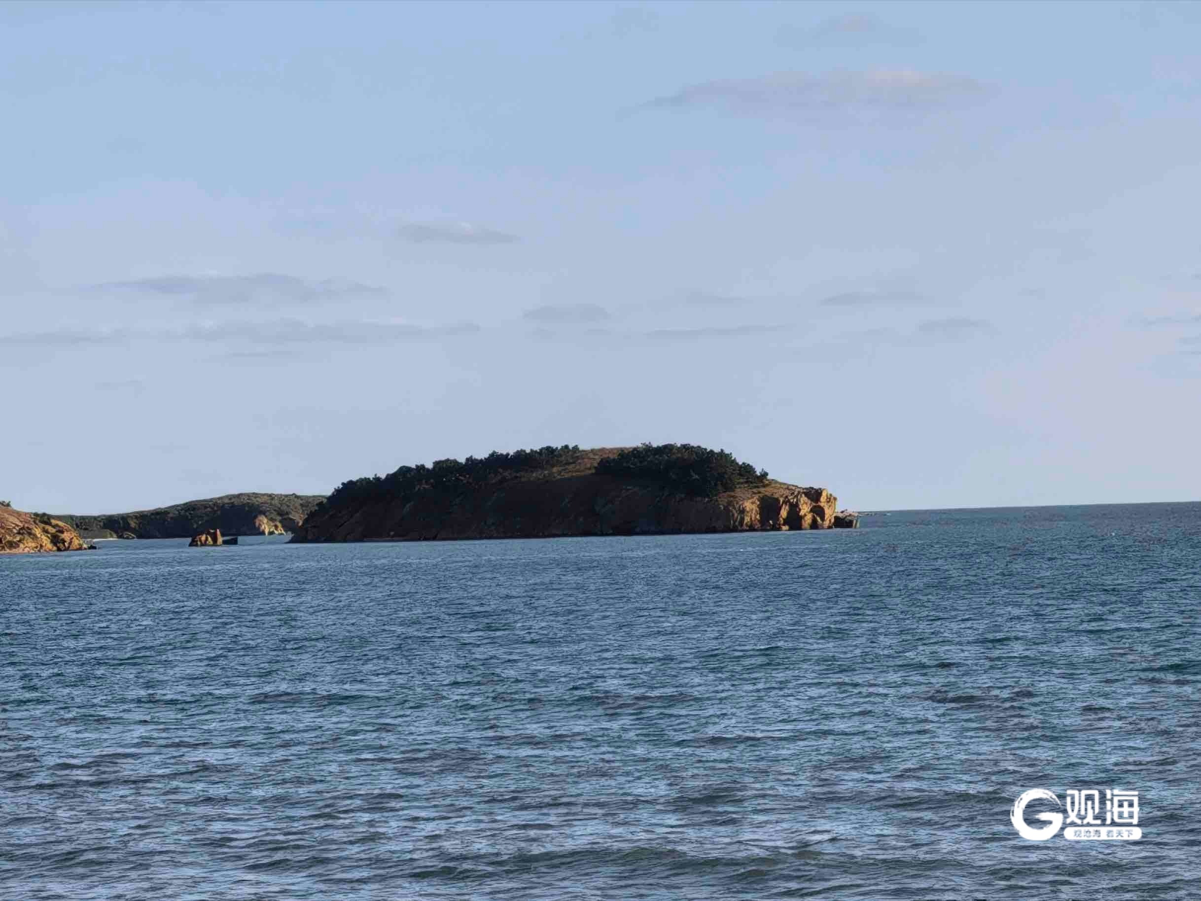 “会打呼噜”的猪岛藏不