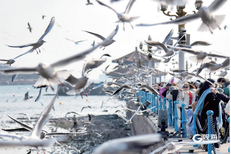 推出160项主题活动!做强“海鸥IP” 带热“冬游青岛”