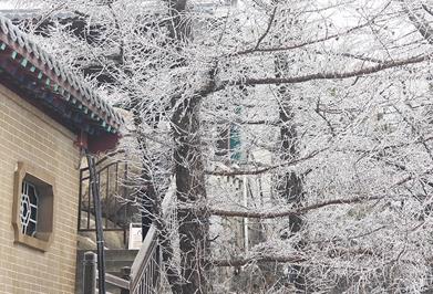 雪落崂山上演雾凇奇观 凭抵青高铁票或机票可享受崂山风景区门