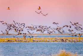 江西“生态账本”的背后:候鸟“衔”来文旅新“钱”景