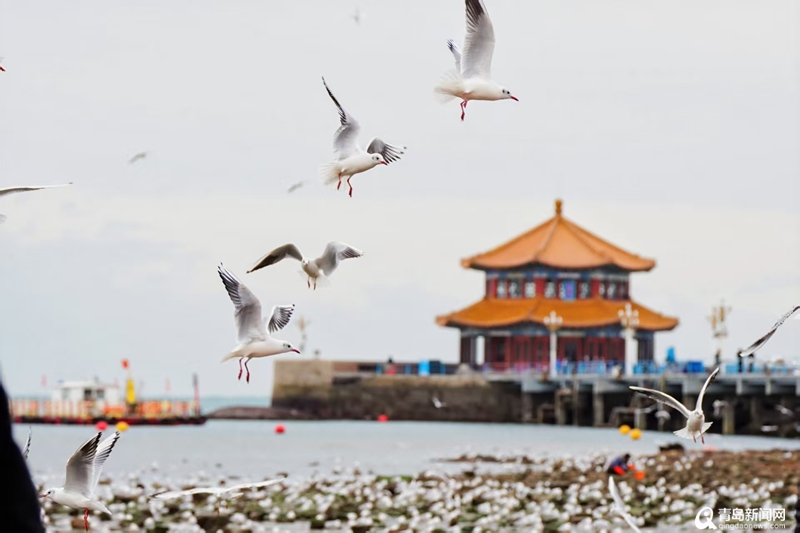 鸥鸣潮起暖冬日！青岛海鸥季解锁滨海消费新图景