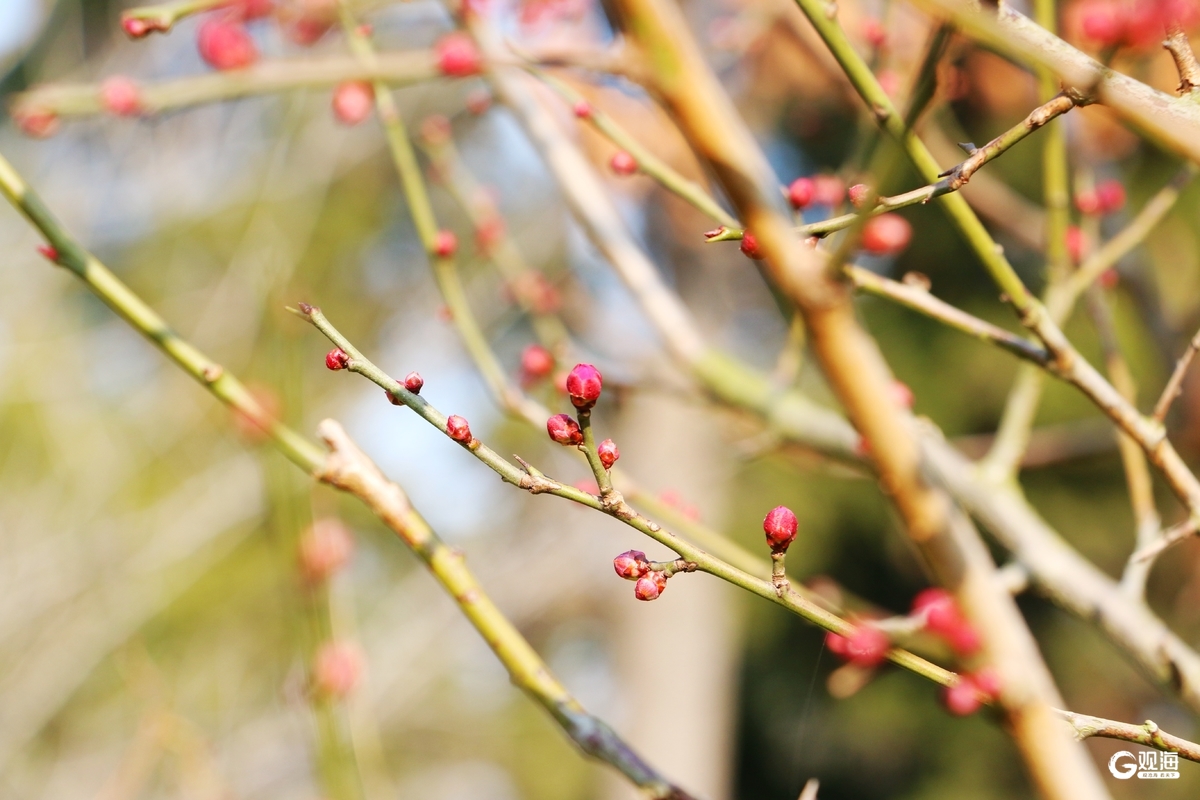 “梅”好上线，解锁“冬游青岛”新地标