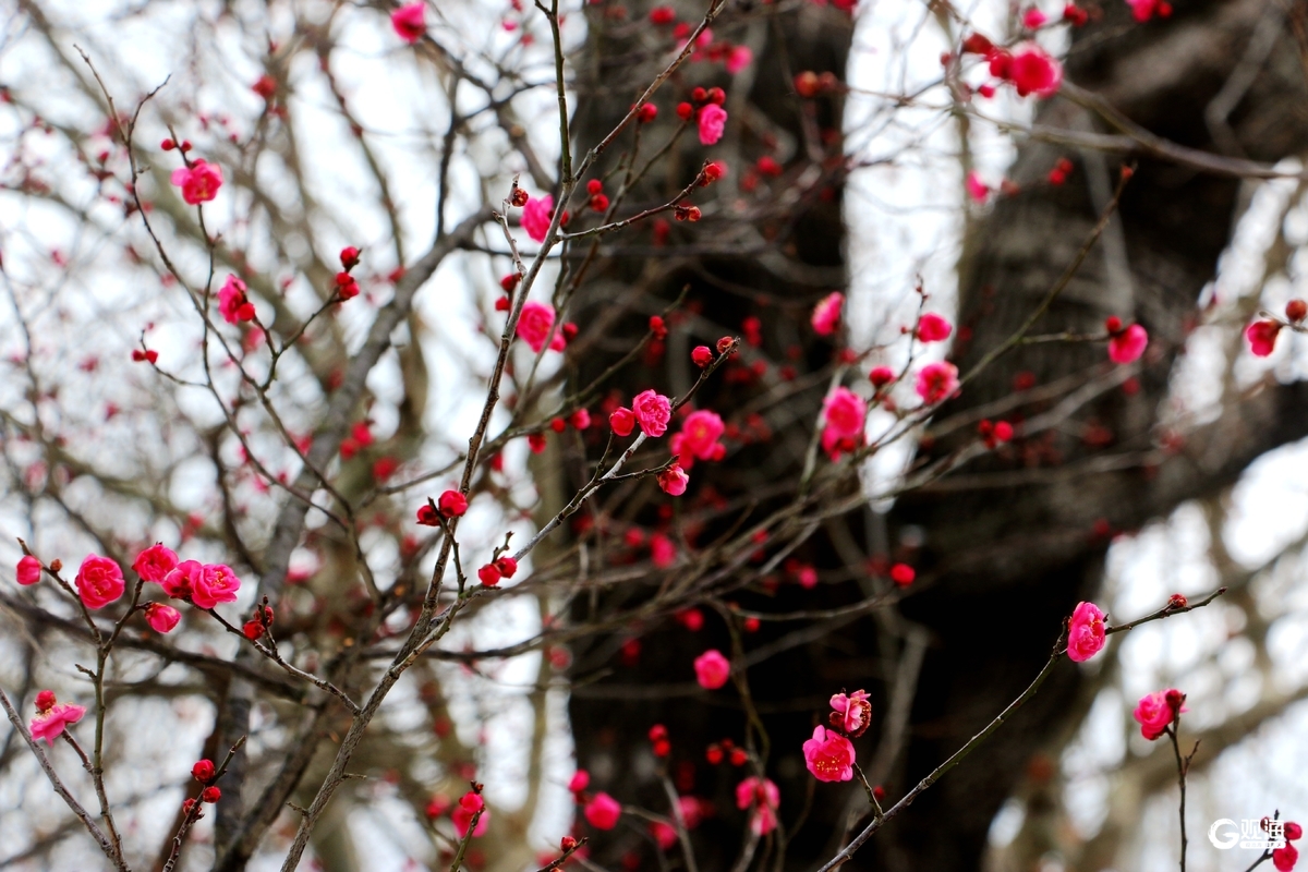 “梅”好上线，解锁“冬游青岛”新地标