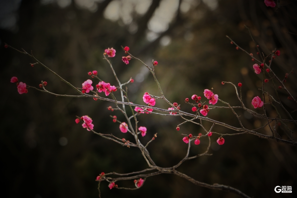 “梅”好上线，解锁“冬游青岛”新地标