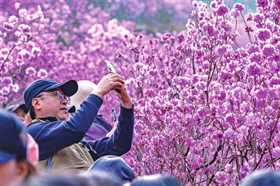 第二十一届青岛大珠山杜鹃花会启幕 西海岸新区推出六大旅居圈
