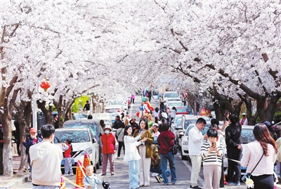 <font color='red'>青岛</font>多地开启“赏花+”模