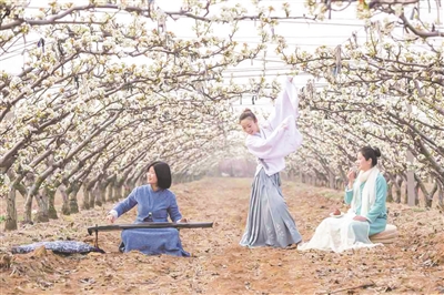 醉美梨花海相约在日庄 莱西市梨花节周六启幕