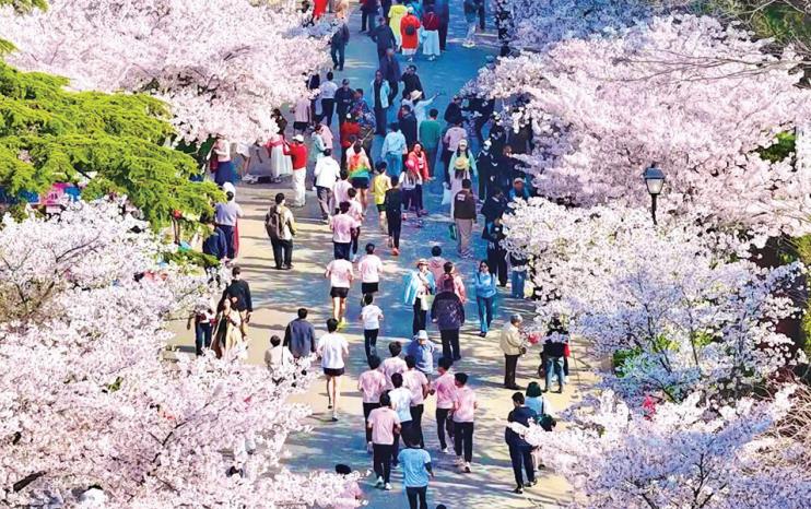 2026青岛“樱你而来·悦动太平”樱花跑落幕,演绎“公园城市”