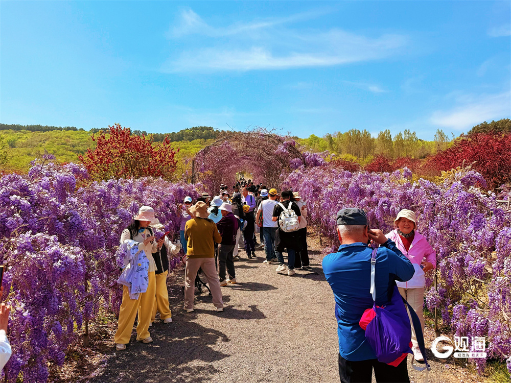 62场活动，45条线路集中发布！青岛2026年农文旅系列活动启动